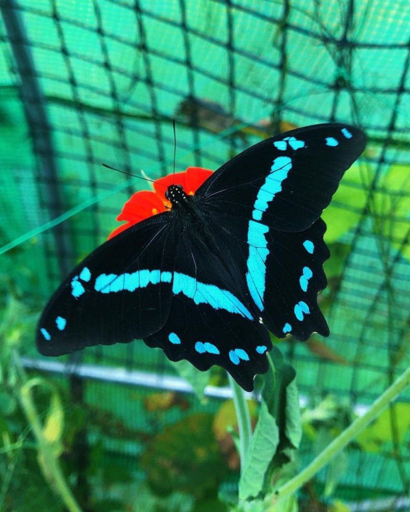 Live butterflies and moths for sale online UK. Buy eggs, caterpillars, pupae, and cocoons. Watch the lifecycle unfold with insects to rear at home!