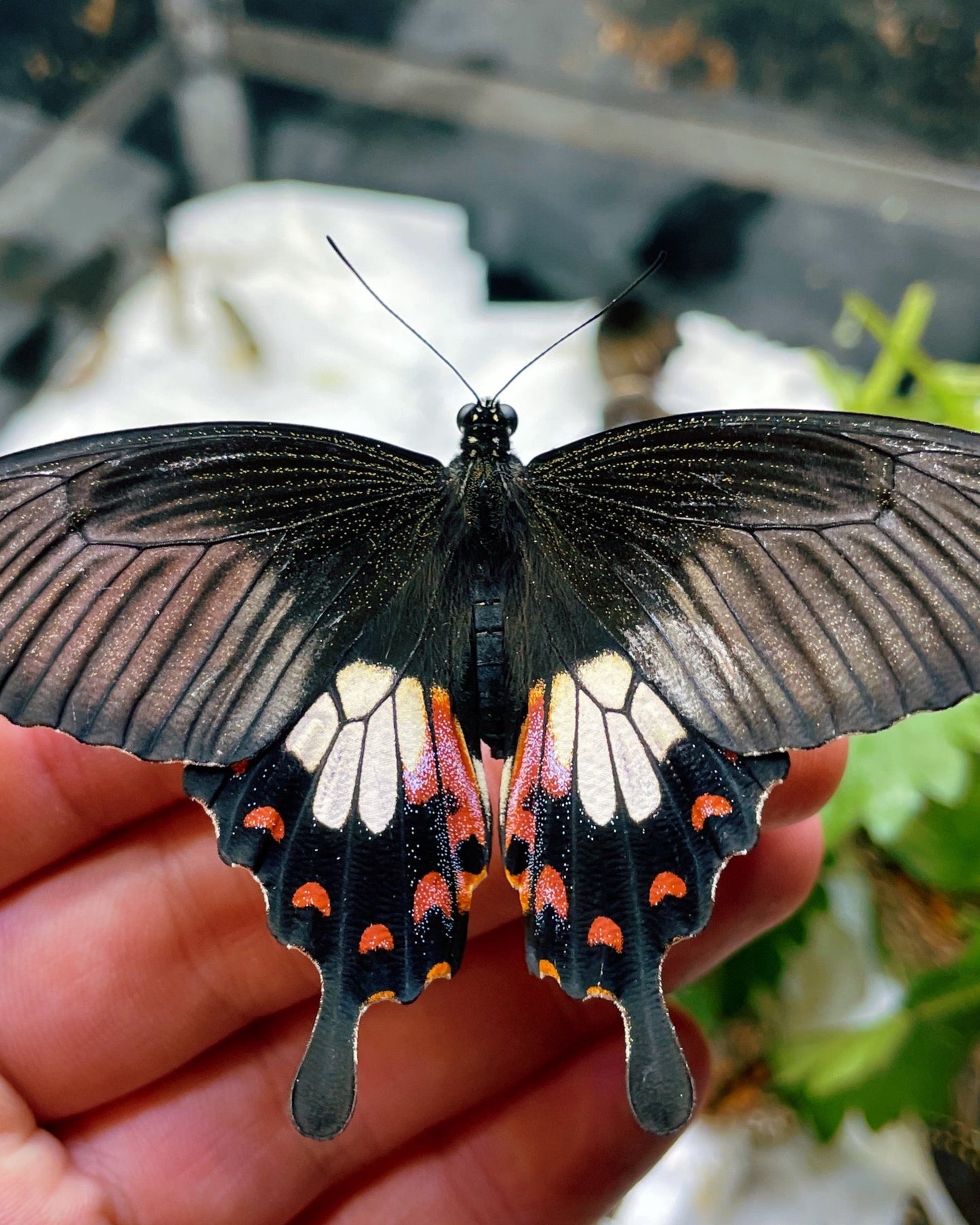 Live butterflies and moths for sale online UK. Buy eggs, caterpillars, pupae, and cocoons. Watch the lifecycle unfold with insects to rear at home!