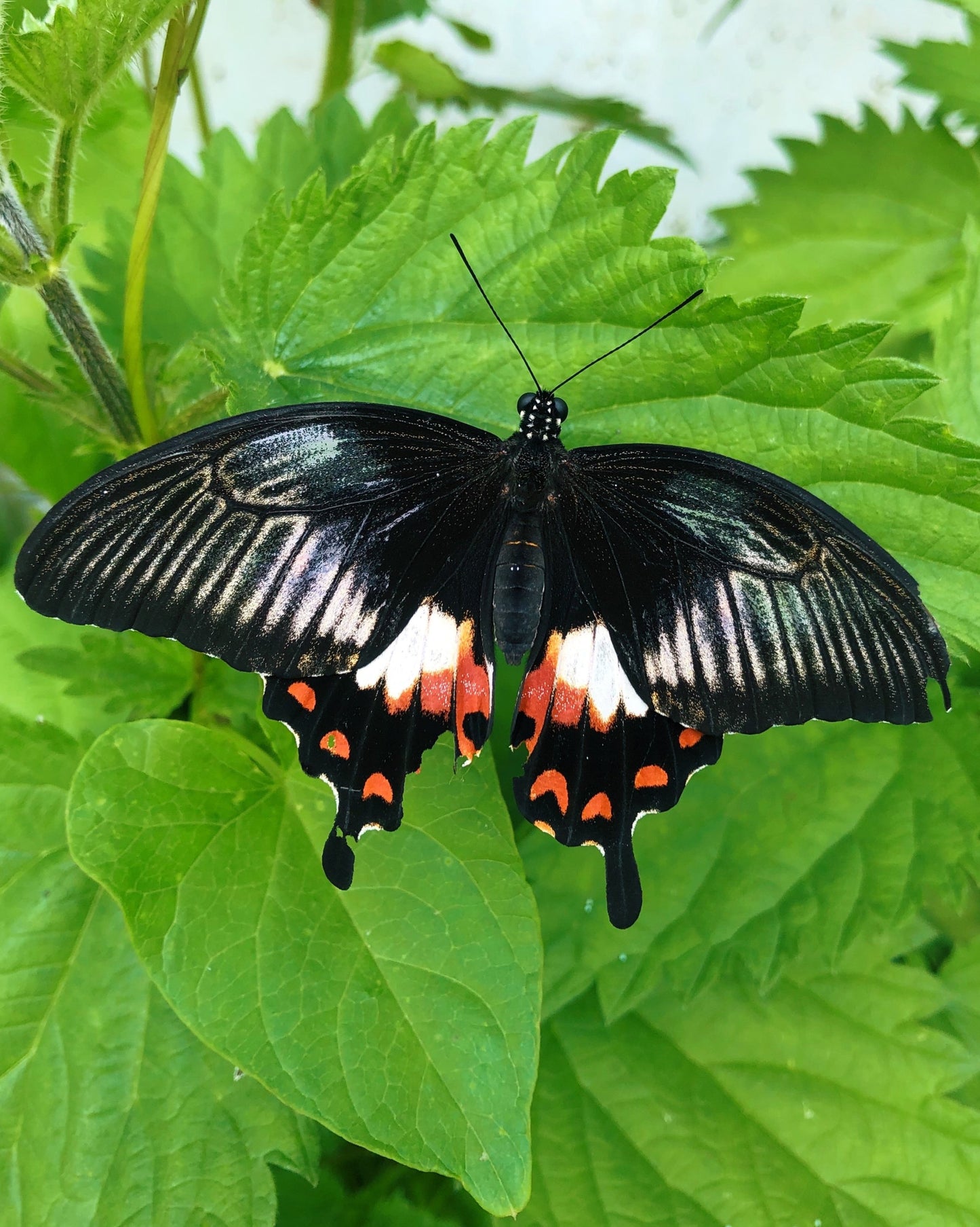Live butterflies and moths for sale online UK. Buy eggs, caterpillars, pupae, and cocoons. Watch the lifecycle unfold with insects to rear at home!