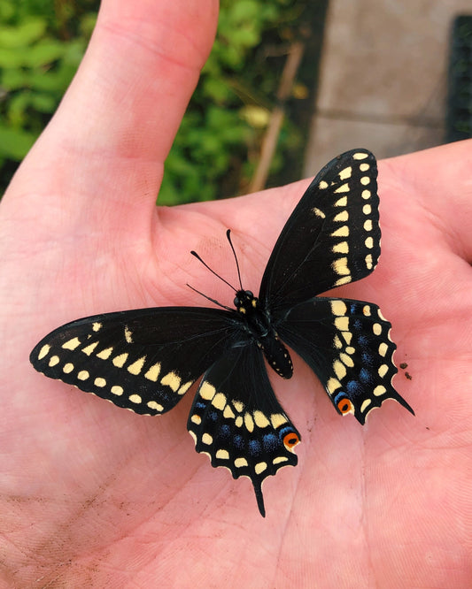 Live butterflies and moths for sale online UK. Buy eggs, caterpillars, pupae, and cocoons. Watch the lifecycle unfold with insects to rear at home!