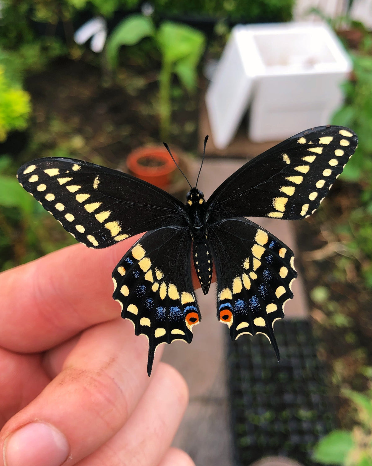 Live butterflies and moths for sale online UK. Buy eggs, caterpillars, pupae, and cocoons. Watch the lifecycle unfold with insects to rear at home!