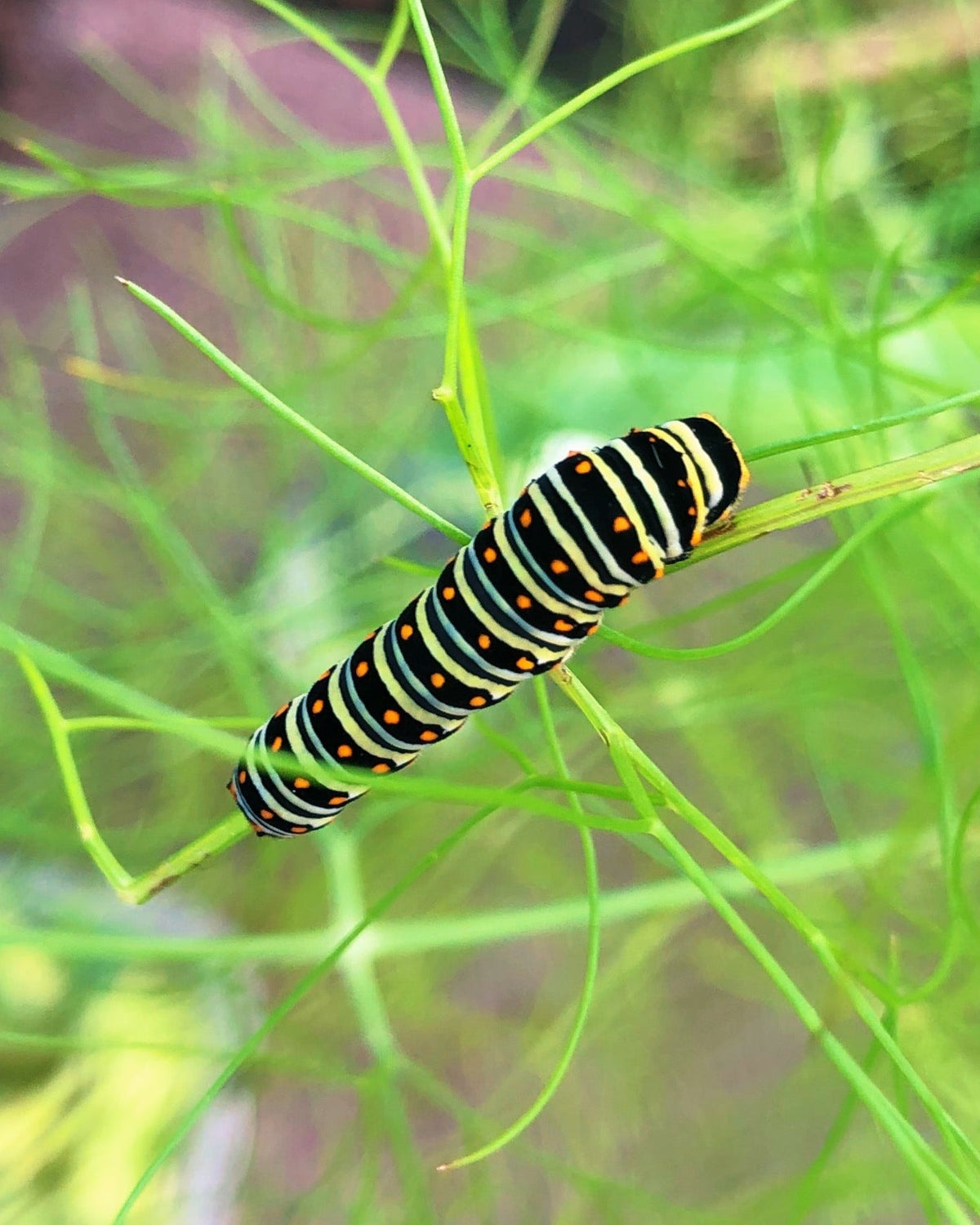 Live butterflies and moths for sale online UK. Order eggs, caterpillars, pupae, and cocoons. Watch the lifecycle unfold with insects to rear at home!