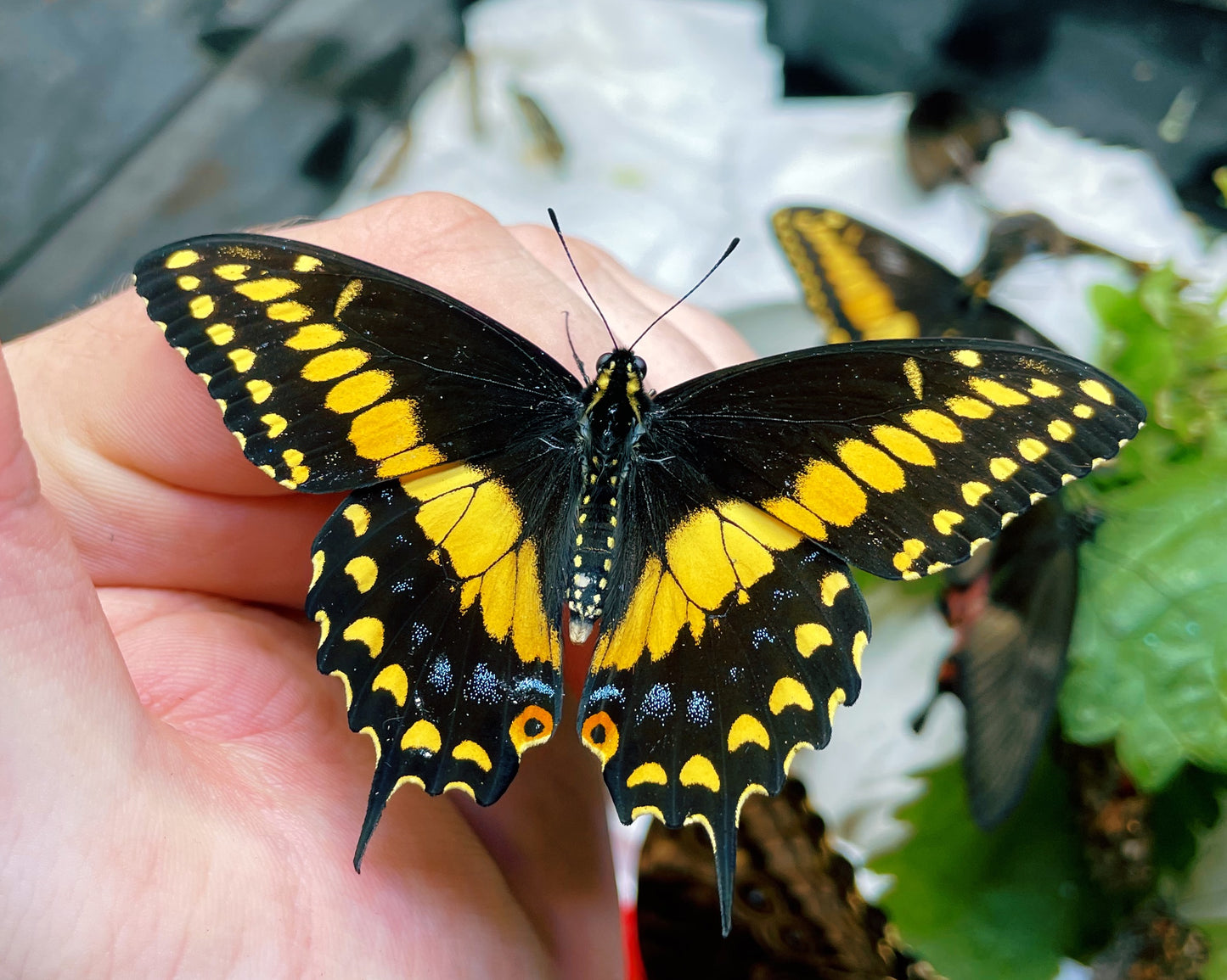Live butterflies and moths for sale online UK. Buy eggs, caterpillars, pupae, and cocoons. Watch the lifecycle unfold with insects to rear at home!