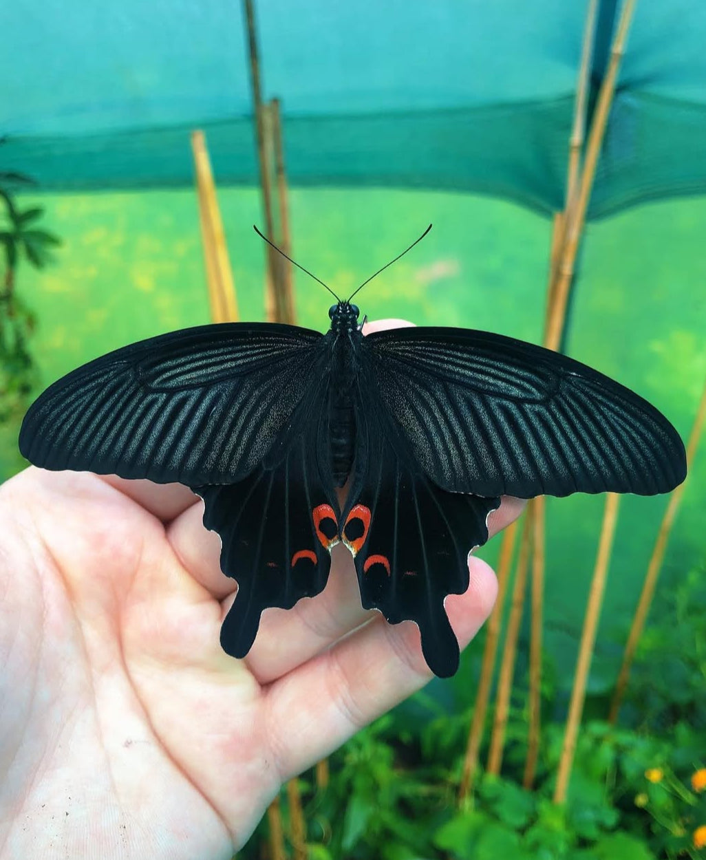 Spangle Swallowtail butterfly