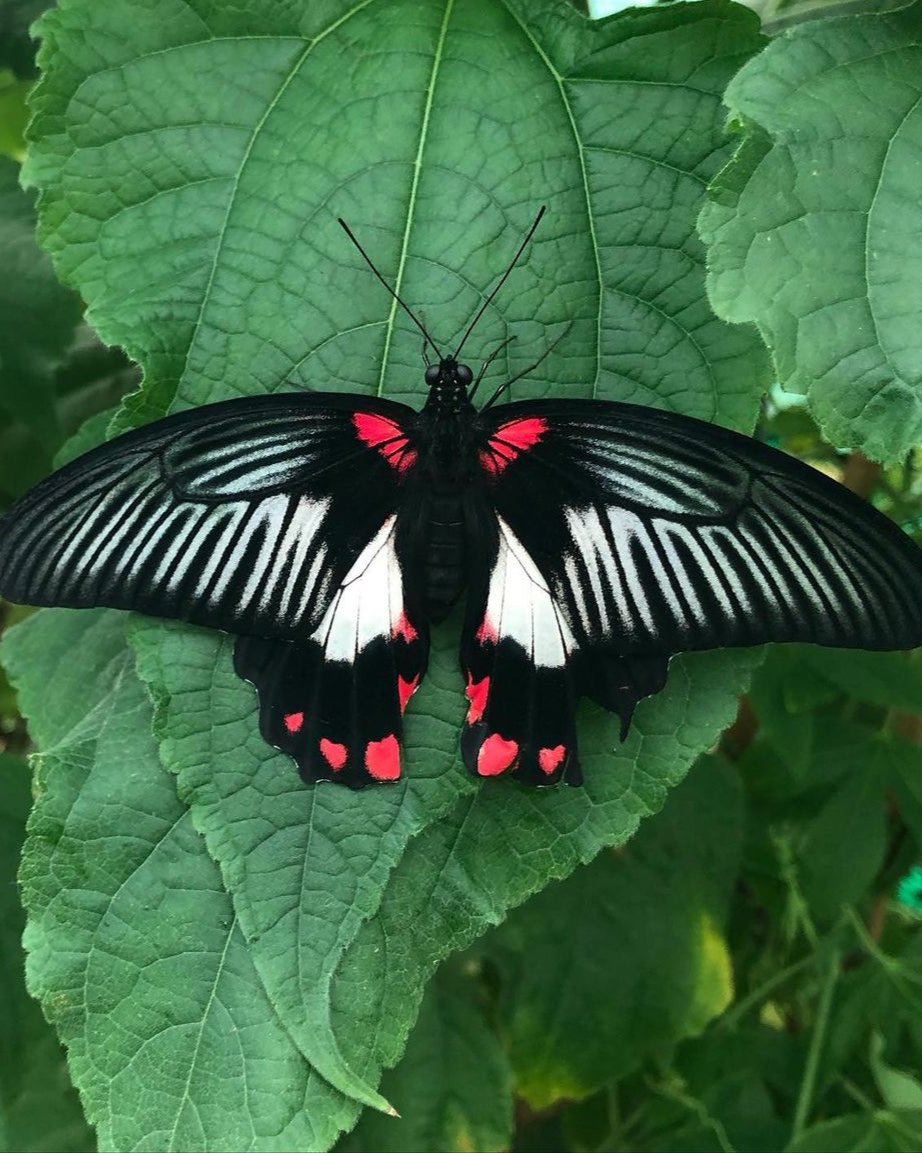 Live butterflies and moths for sale online UK. Buy eggs, caterpillars, pupae, and cocoons. Watch the lifecycle unfold with insects to rear at home!