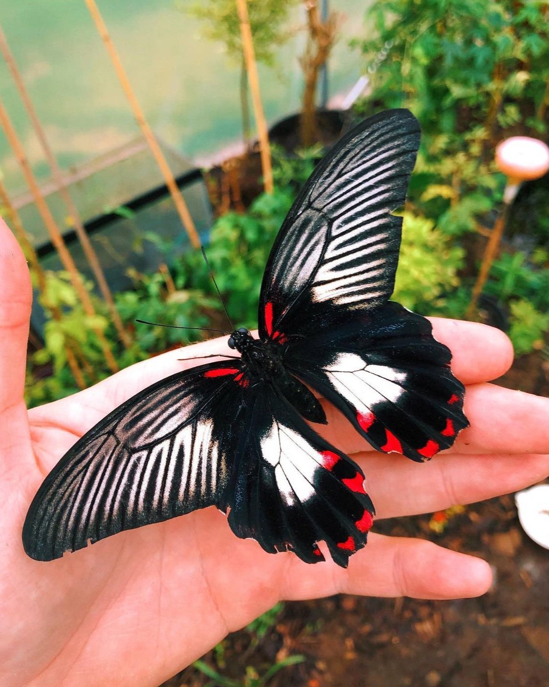 Live butterflies and moths for sale online UK. Buy eggs, caterpillars, pupae, and cocoons. Watch the lifecycle unfold with insects to rear at home!