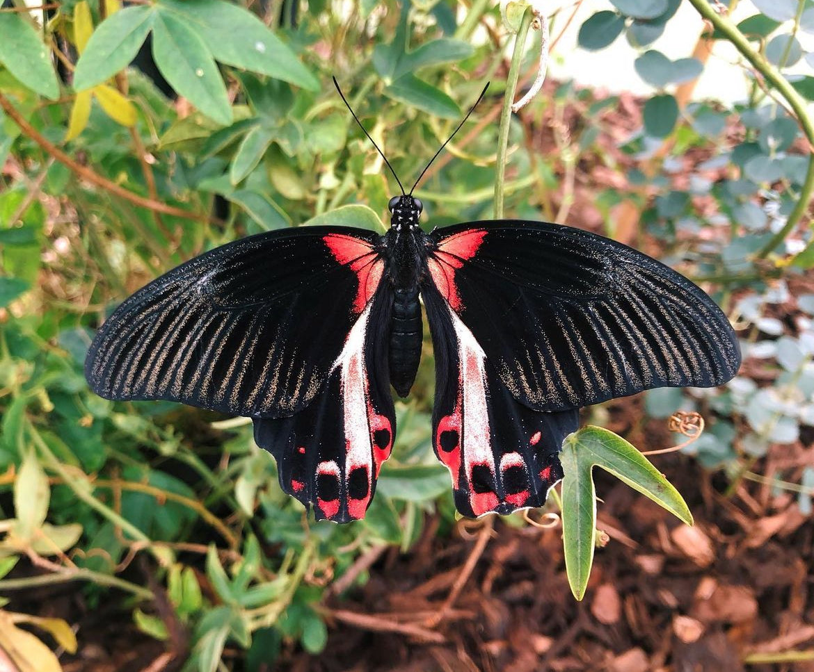 Live butterflies and moths for sale online UK. Buy eggs, caterpillars, pupae, and cocoons. Watch the lifecycle unfold with insects to rear at home!