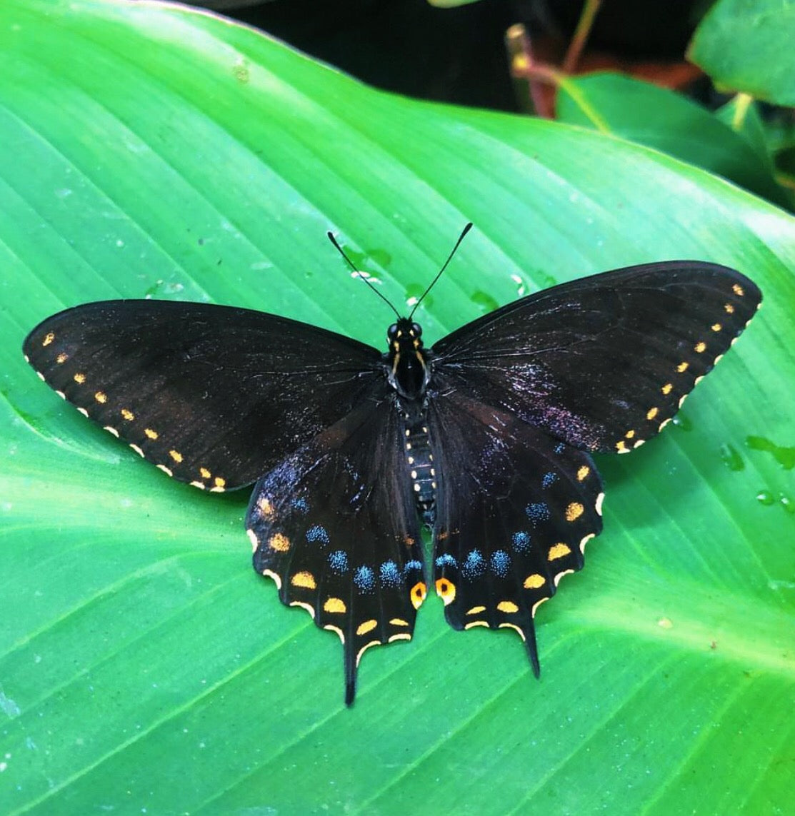 Live butterflies and moths for sale online UK. Buy eggs, caterpillars, pupae, and cocoons. Watch the lifecycle unfold with insects to rear at home!
