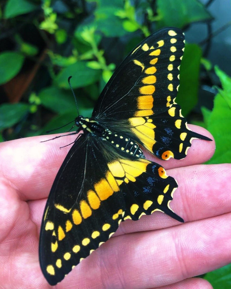 Live butterflies and moths for sale online UK. Buy eggs, caterpillars, pupae, and cocoons. Watch the lifecycle unfold with insects to rear at home!