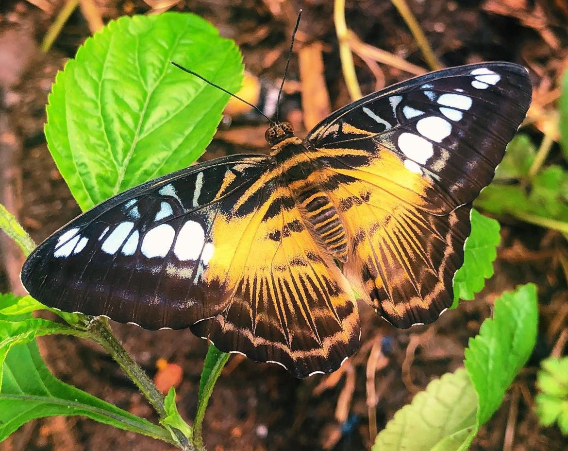 Live butterflies and moths for sale online UK. Buy eggs, caterpillars, pupae, and cocoons. Watch the lifecycle unfold with insects to rear at home!