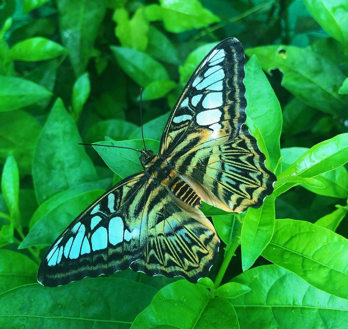 Live butterflies and moths for sale online UK. Buy eggs, caterpillars, pupae, and cocoons. Watch the lifecycle unfold with insects to rear at home!