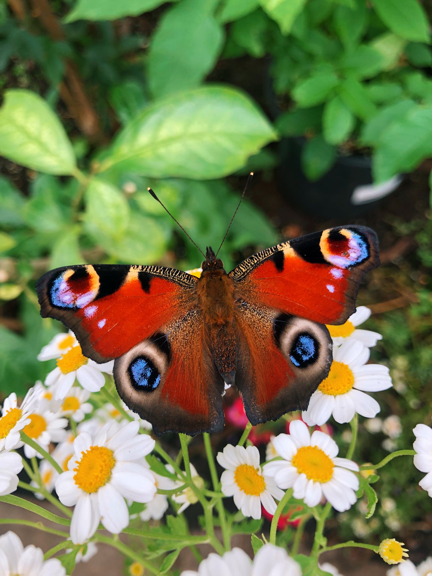 Live butterflies and moths for sale online UK. Order eggs, caterpillars, pupae, and cocoons. Watch the lifecycle unfold with insects to rear at home!