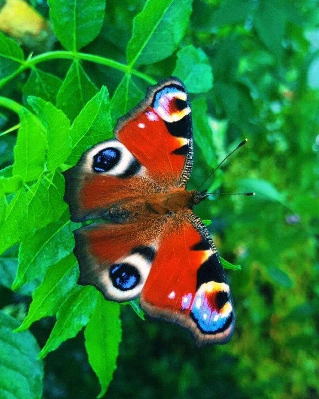 Live Peacock butterfly eggs, caterpillars and pupae for sale