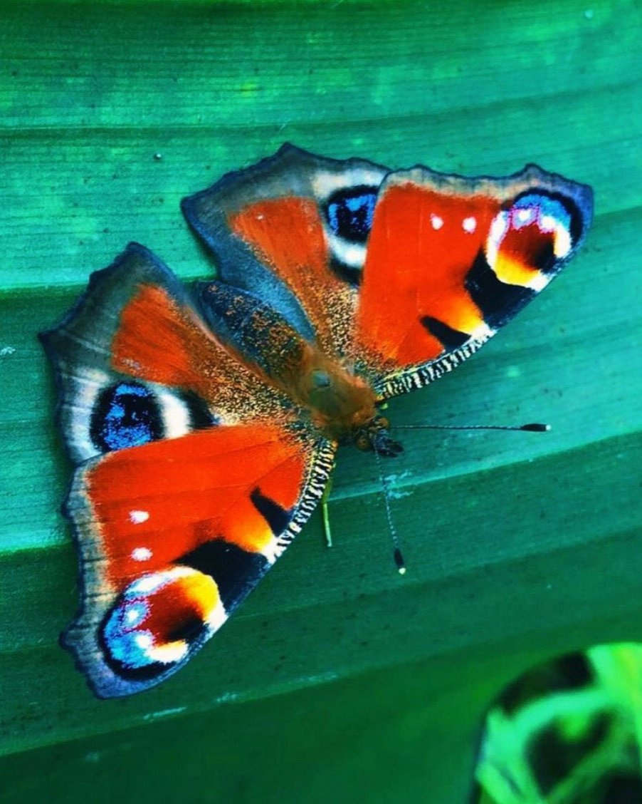 Live Peacock butterfly eggs, caterpillars and pupae for sale online UK