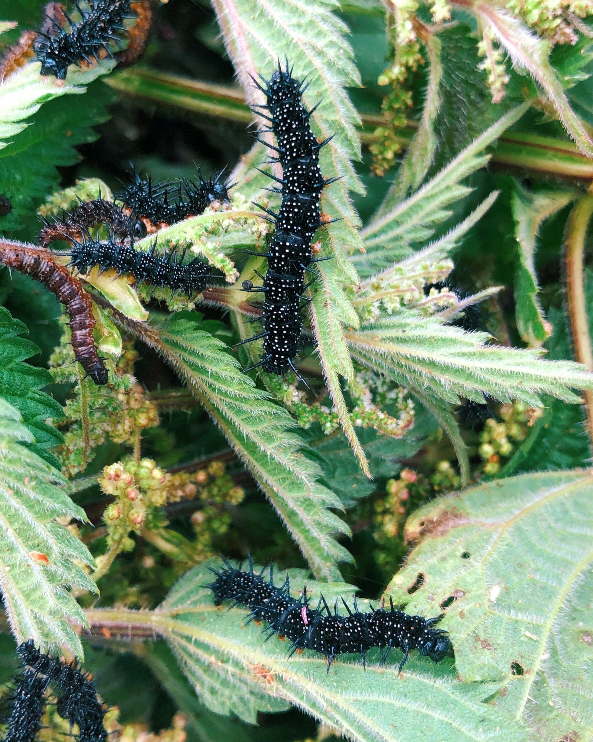 Live Peacock butterfly eggs, caterpillars and pupae for sale online UK