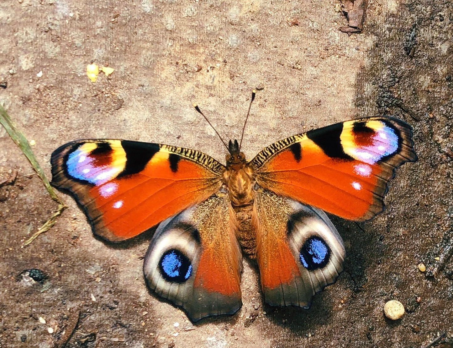 Live Peacock butterfly eggs, caterpillars and pupae for sale online UK