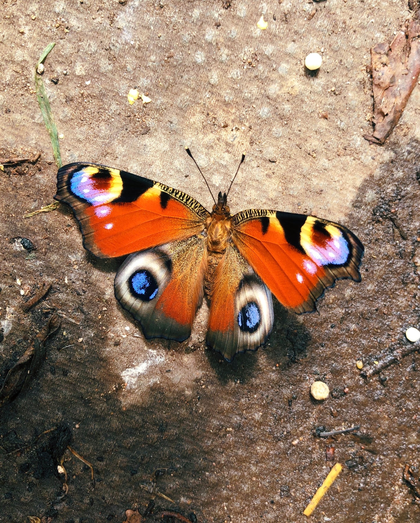 Live peacock butterfly eggs, caterpillars and pupae for sale online UK
