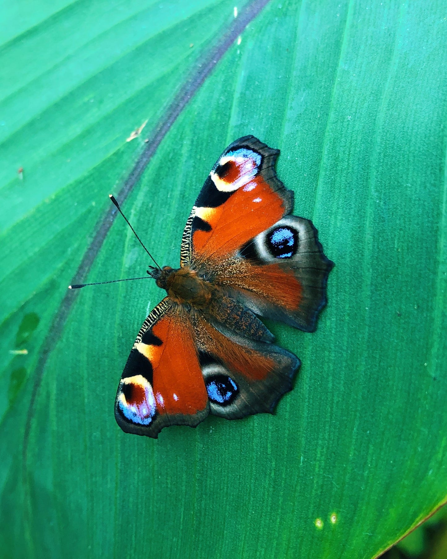 Live butterflies and moths for sale online UK. Order eggs, caterpillars, pupae, and cocoons. Watch the lifecycle unfold with insects to rear at home!