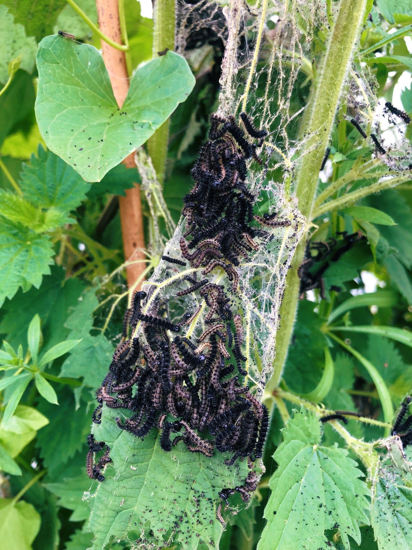 Live peacock butterfly eggs, caterpillars and pupae for sale online UK