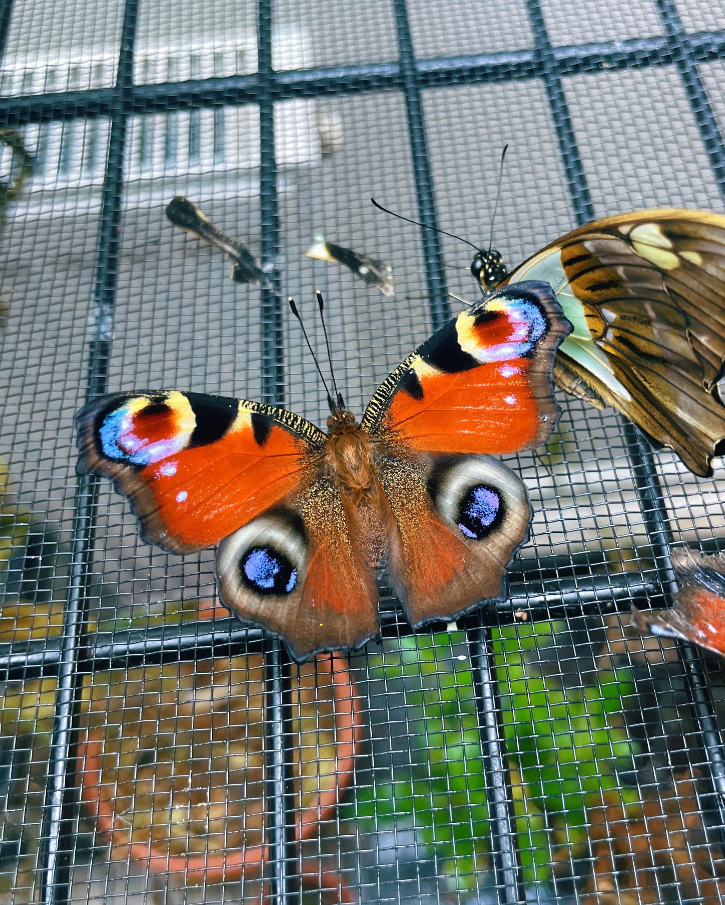 Peacock Butterfly (Aglais io) PUPAE