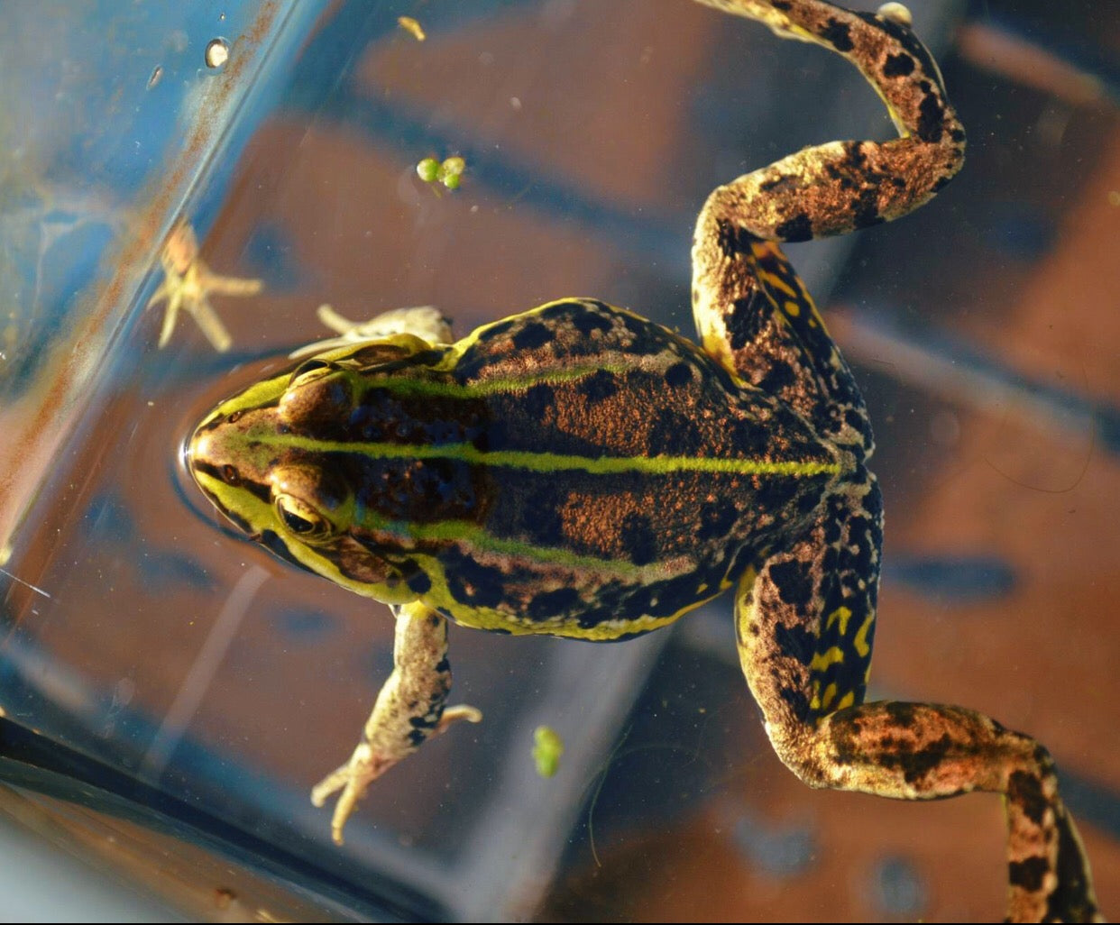 Live butterflies and moths for sale online UK. Order eggs, caterpillars, pupae, and cocoons. Watch the lifecycle unfold with insects to rear at home!