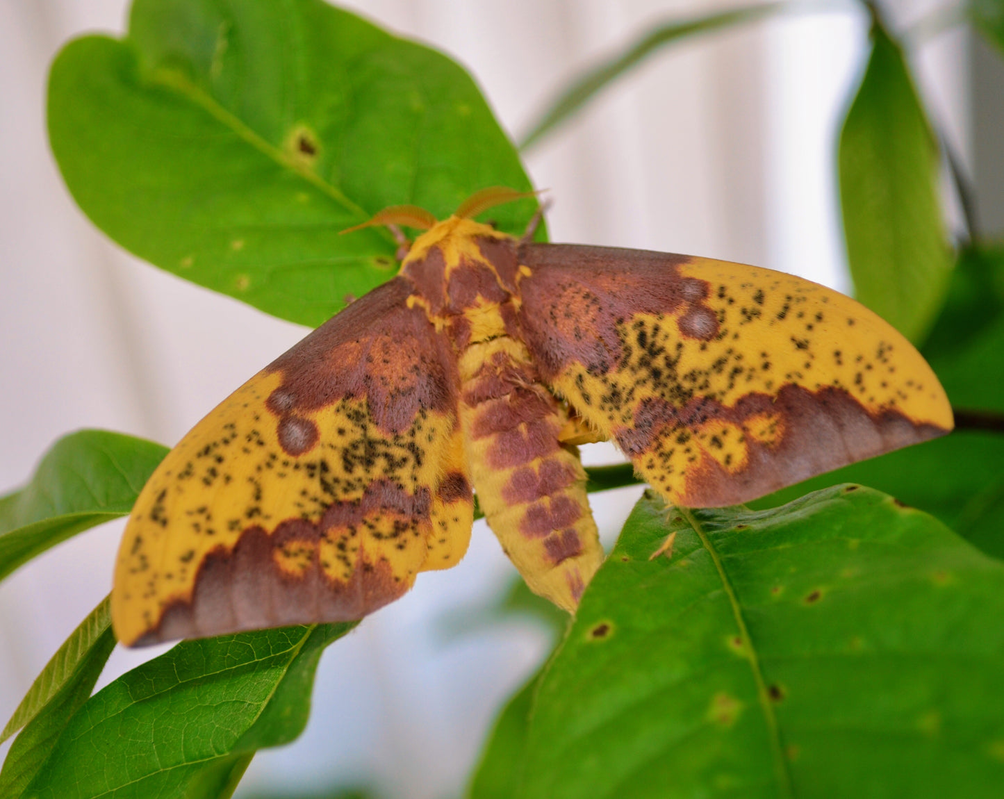 Live butterflies and moths for sale online UK. Order eggs, caterpillars, pupae, and cocoons. Watch the lifecycle unfold with insects to rear at home!