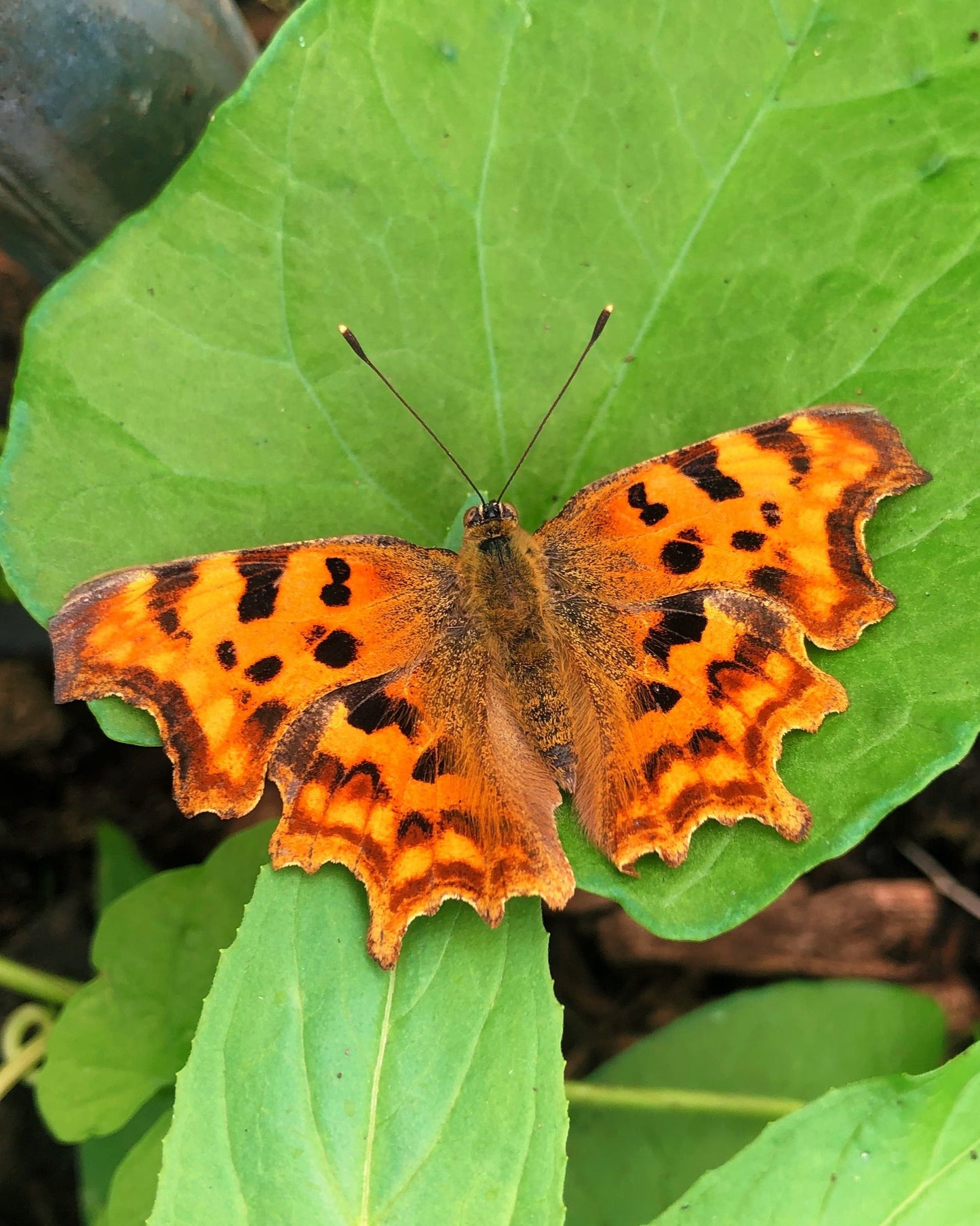 Live butterflies and moths for sale online UK. Buy eggs, caterpillars, pupae, and cocoons. Watch the lifecycle unfold with insects to rear at home!