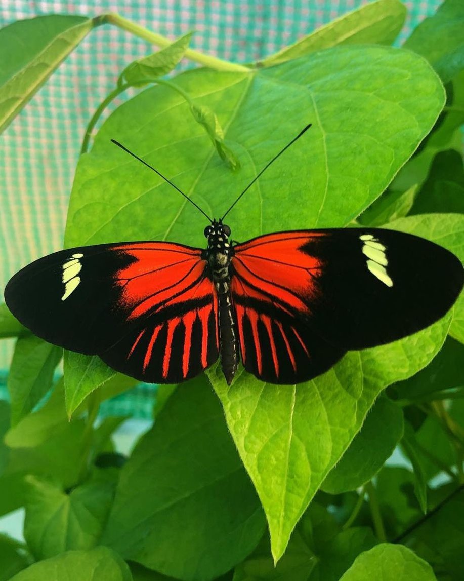 Live butterfly pupae for sale online UK