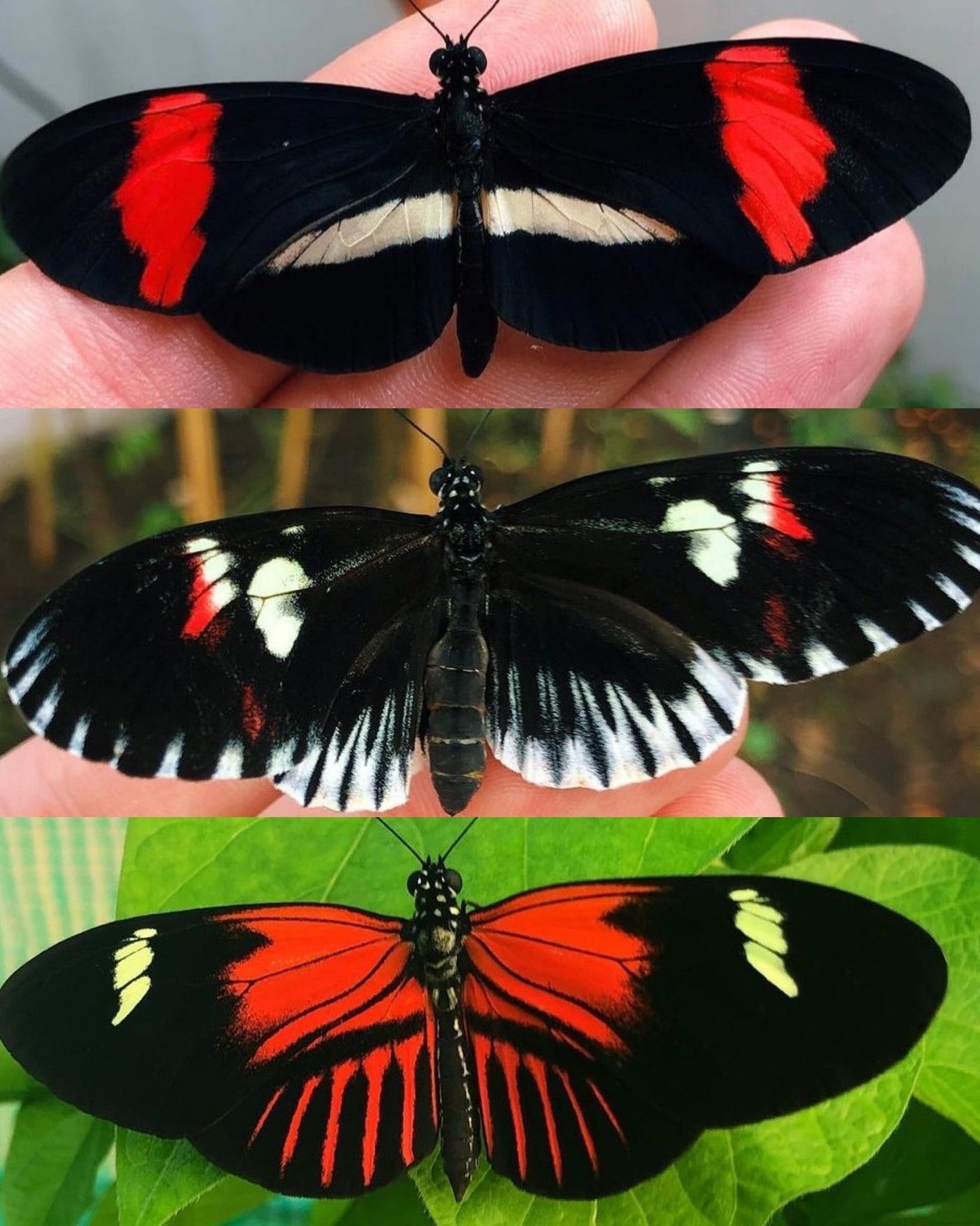Live butterfly pupae for sale online UK