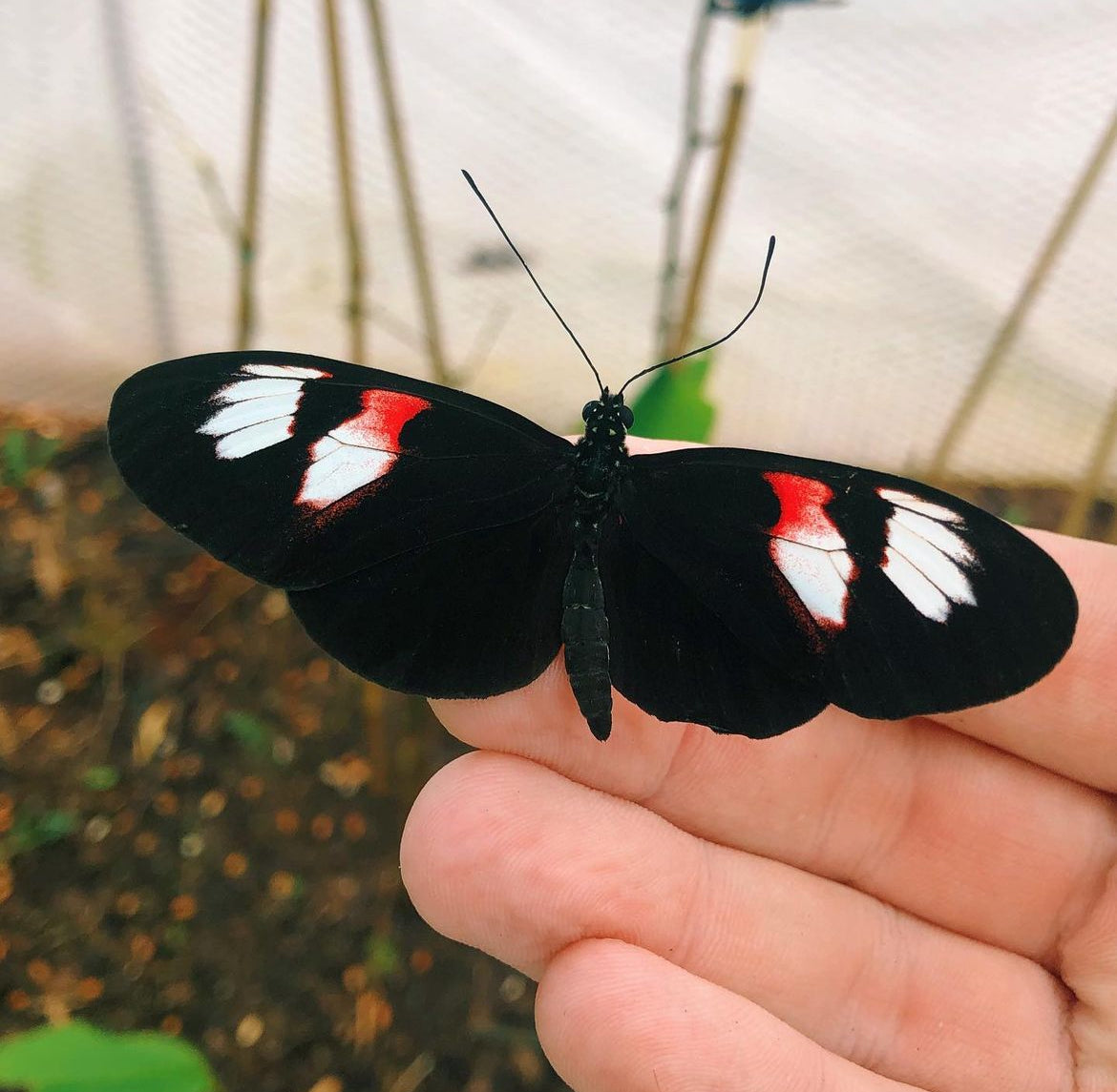 Live butterfly pupae for sale online
