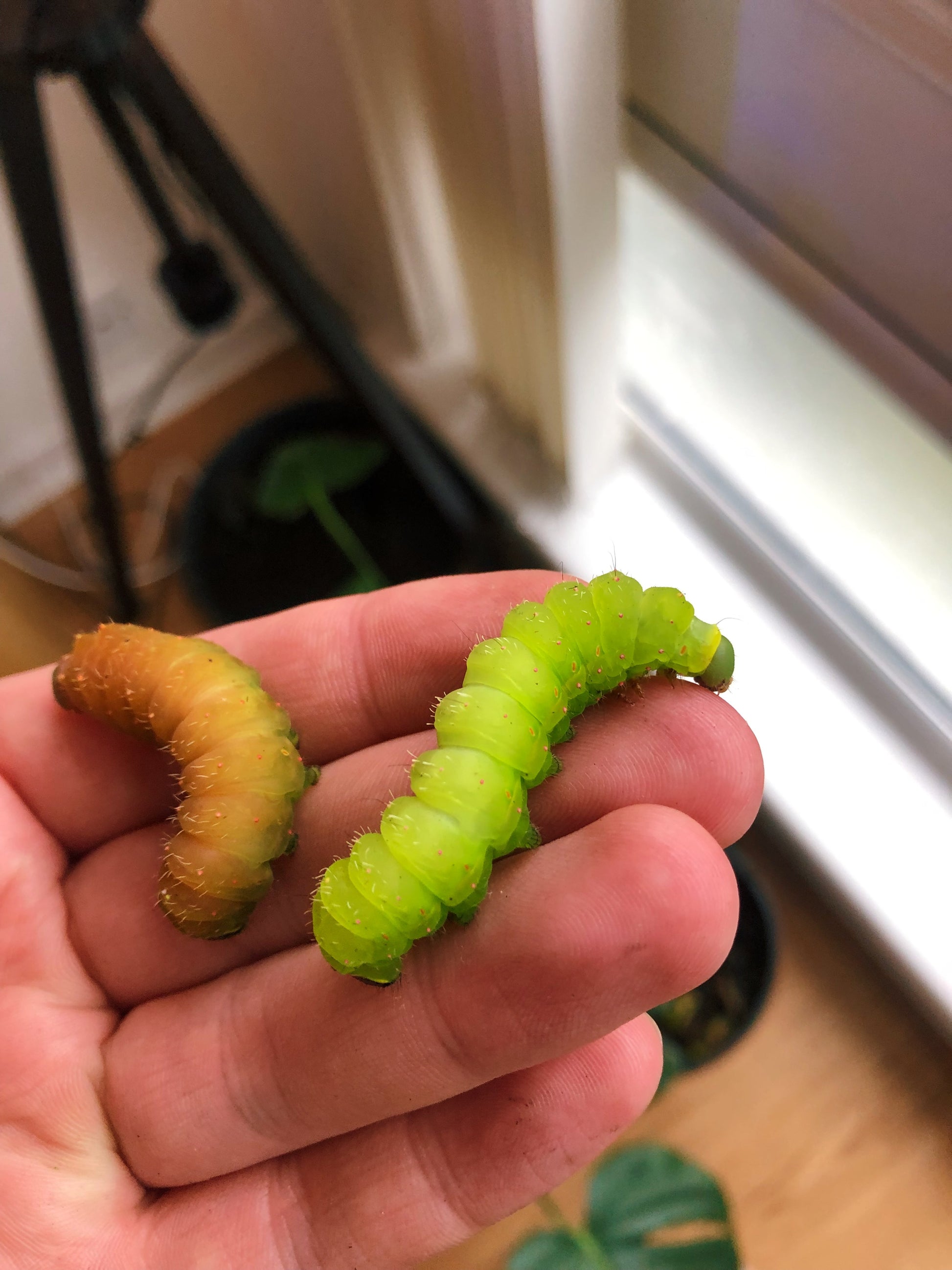 Live butterflies and moths for sale online UK. Order eggs, caterpillars, pupae, and cocoons. Watch the lifecycle unfold with insects to rear at home!