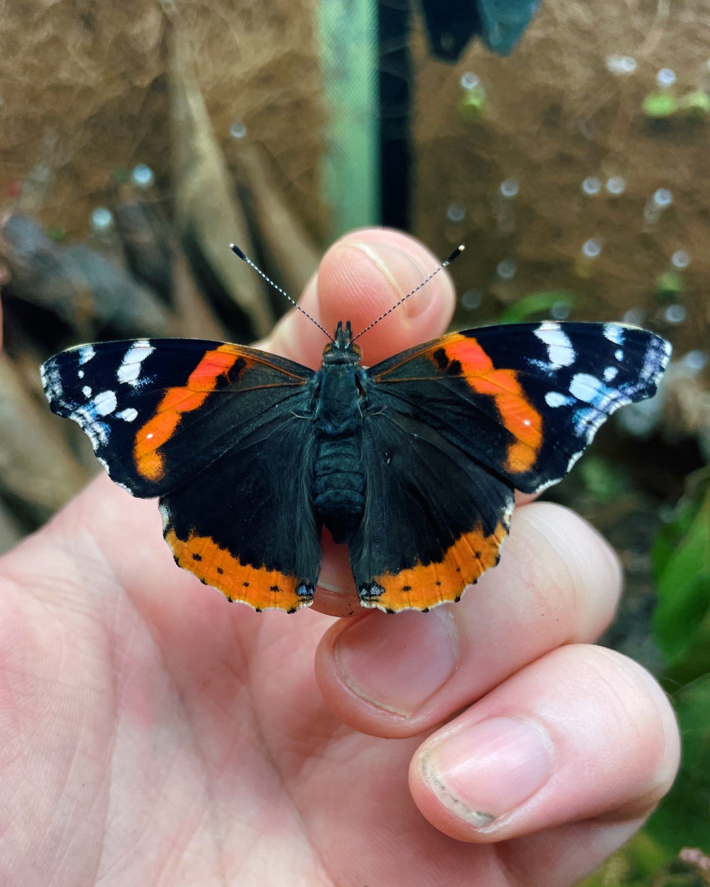Live butterflies and moths for sale online UK. Order eggs, caterpillars, pupae, and cocoons. Watch the lifecycle unfold with insects to rear at home!