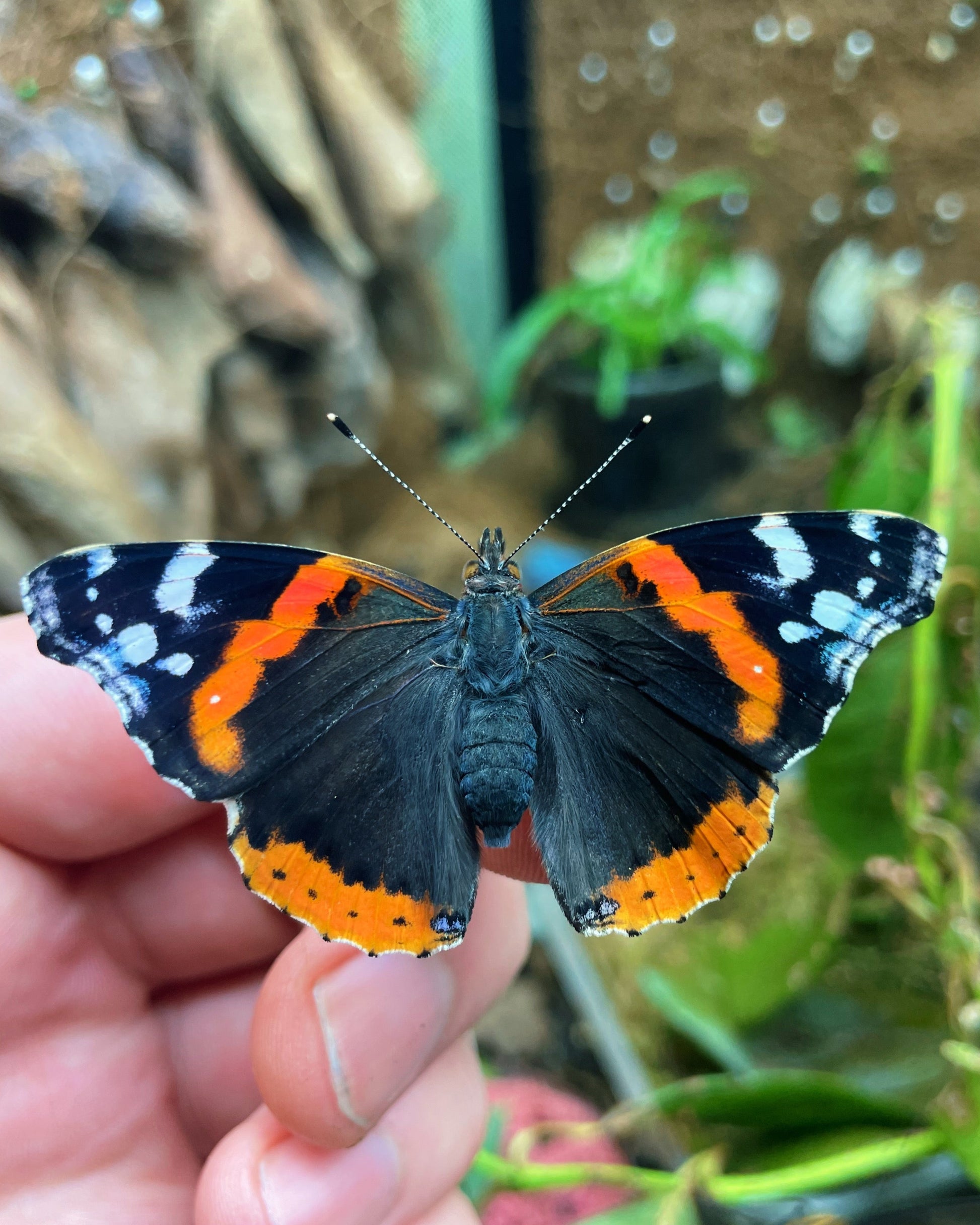 Live butterflies and moths for sale online UK. Order eggs, caterpillars, pupae, and cocoons. Watch the lifecycle unfold with insects to rear at home!