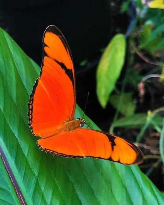 Live butterfly pupae for sale online UK