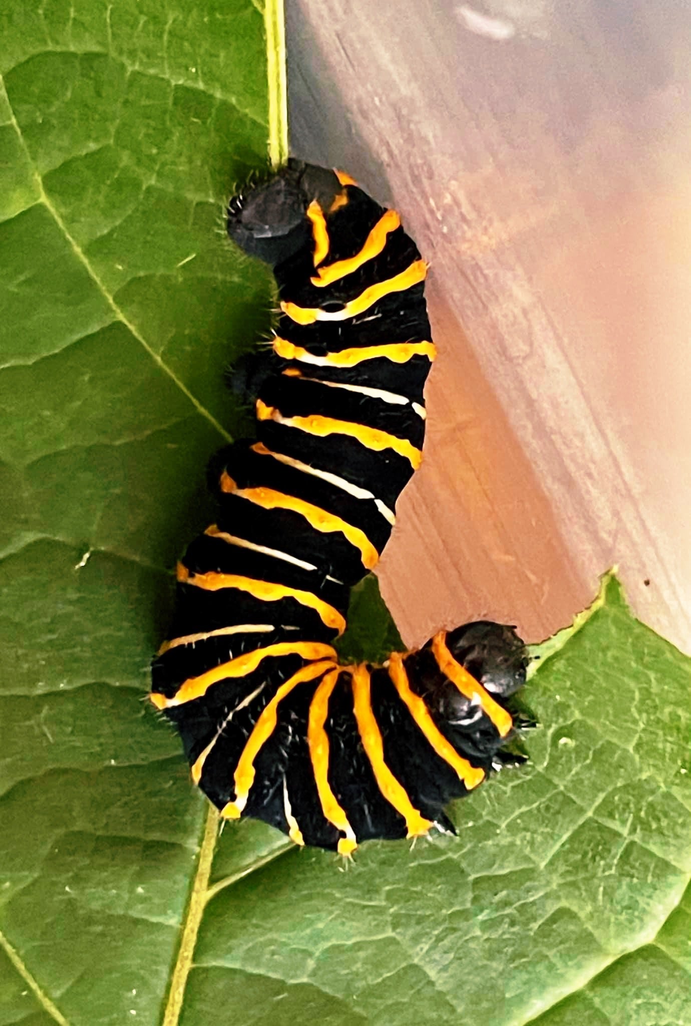 Live butterflies and moths for sale online UK. Buy eggs, caterpillars, pupae, and cocoons. Watch the lifecycle unfold with insects to rear at home!
