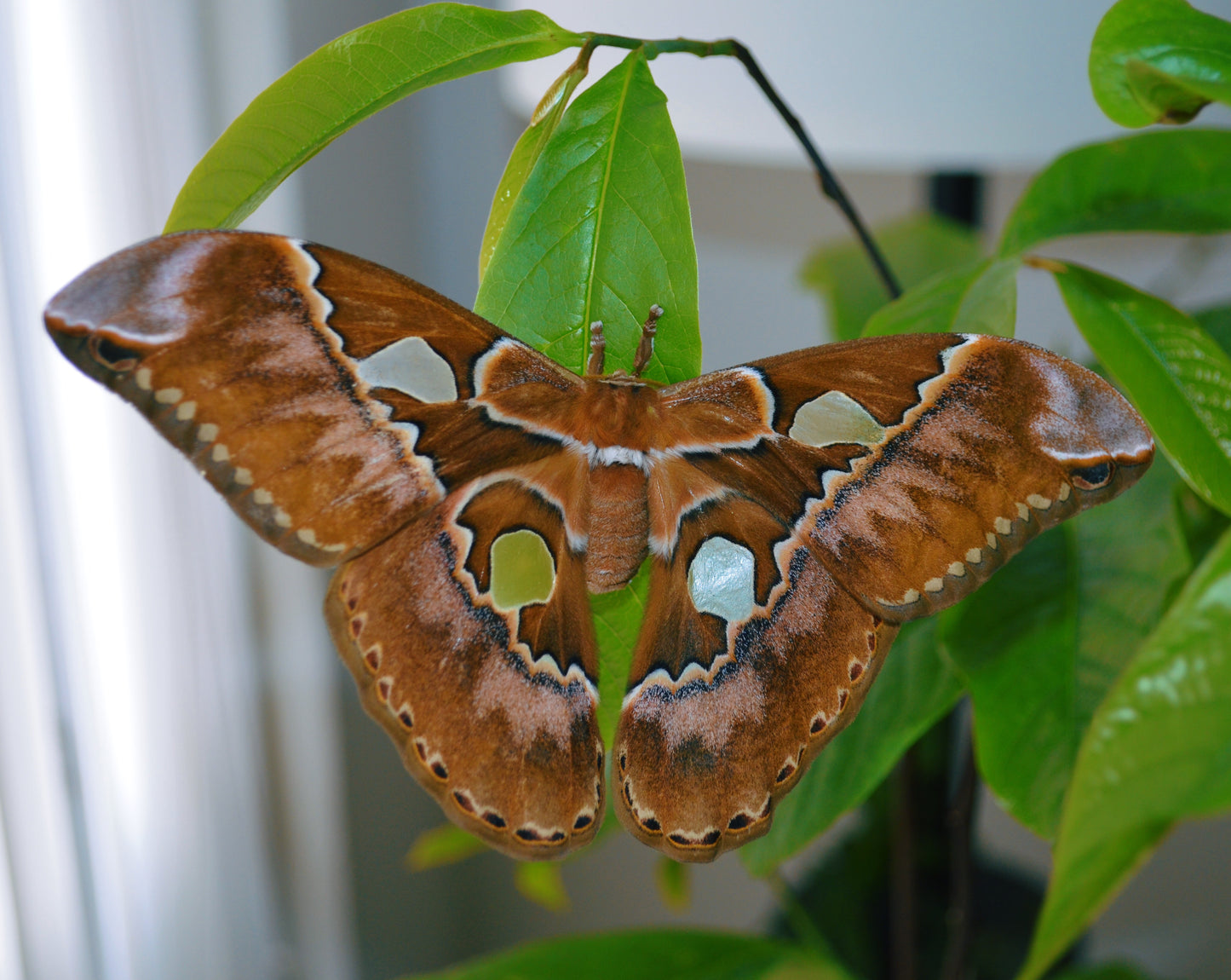 Live butterflies and moths for sale online UK. Order eggs, caterpillars, pupae, and cocoons. Watch the lifecycle unfold with insects to rear at home!