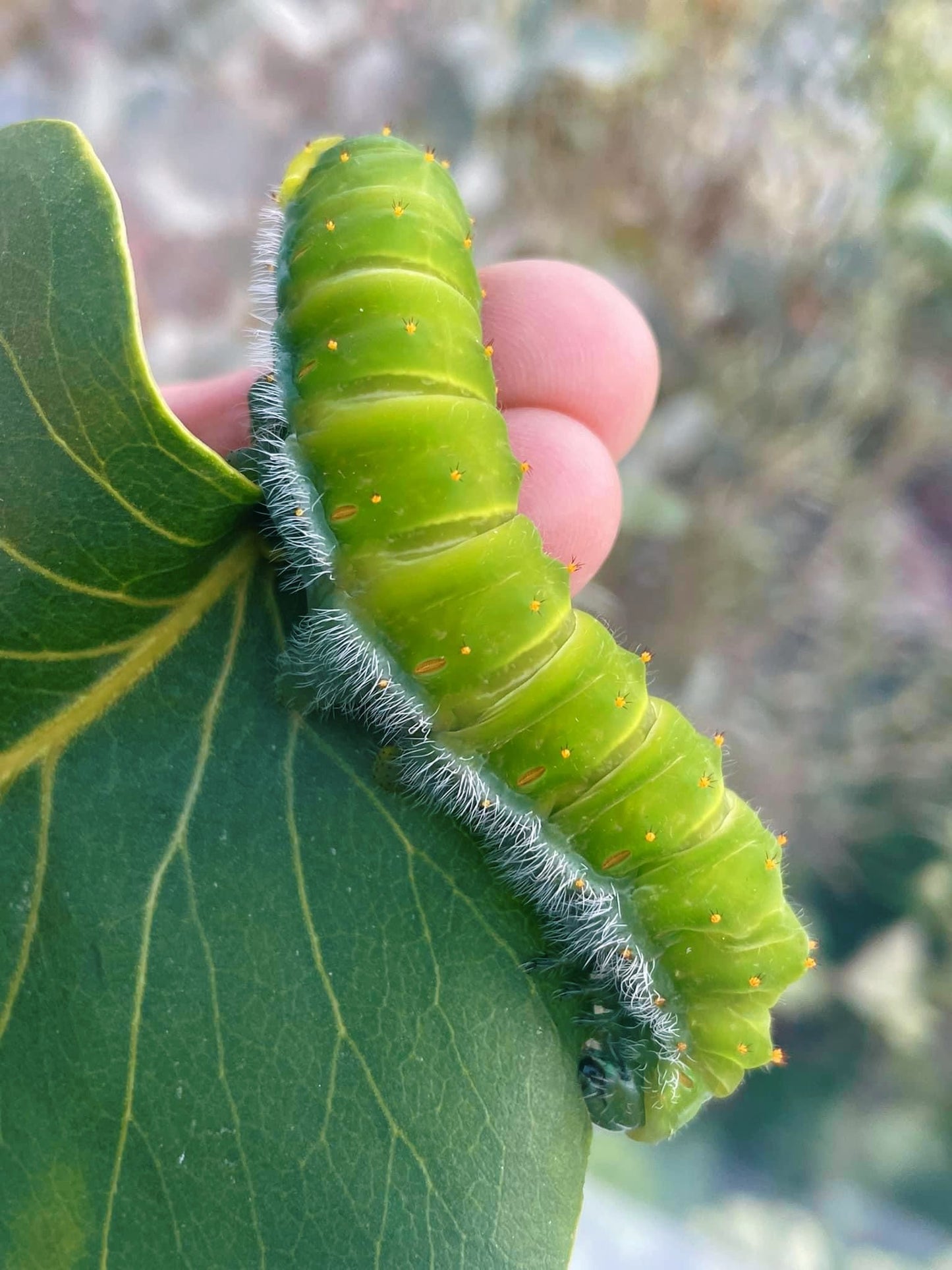 Live butterflies and moths for sale online UK. Buy eggs, caterpillars, pupae, and cocoons. Watch the lifecycle unfold with insects to rear at home!