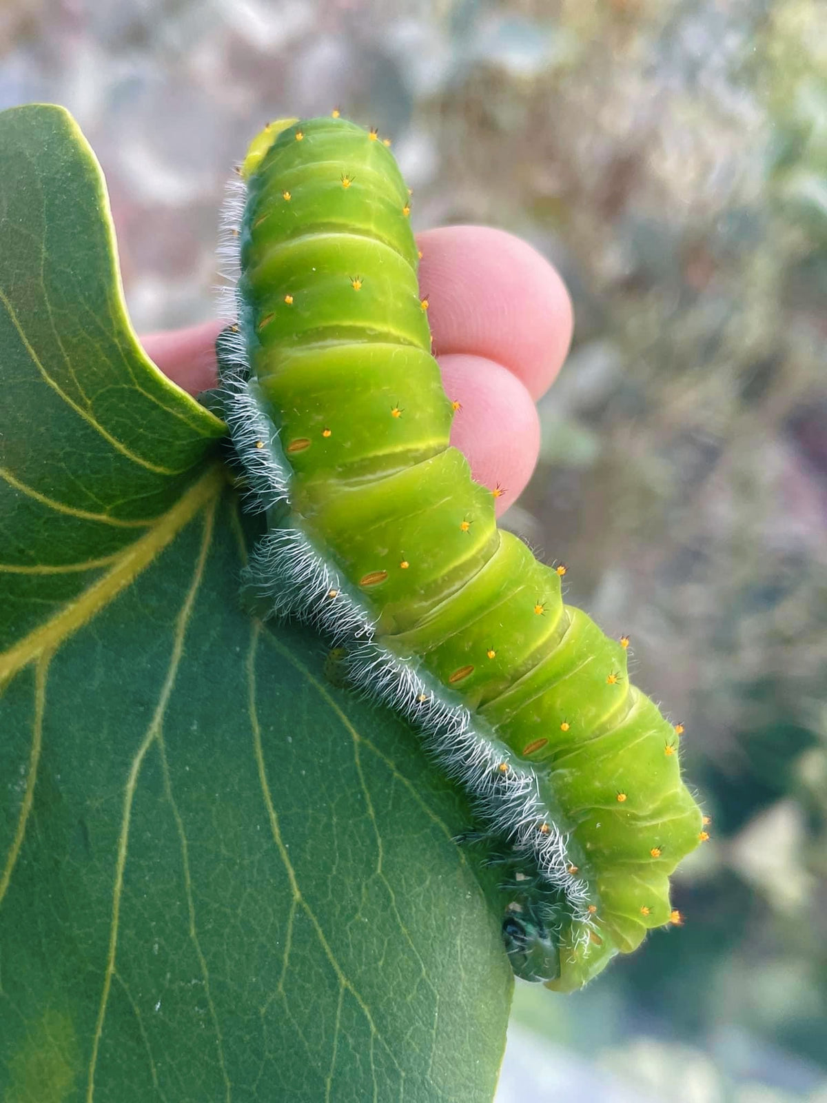 Live butterflies and moths for sale online UK. Buy eggs, caterpillars, pupae, and cocoons. Watch the lifecycle unfold with insects to rear at home!