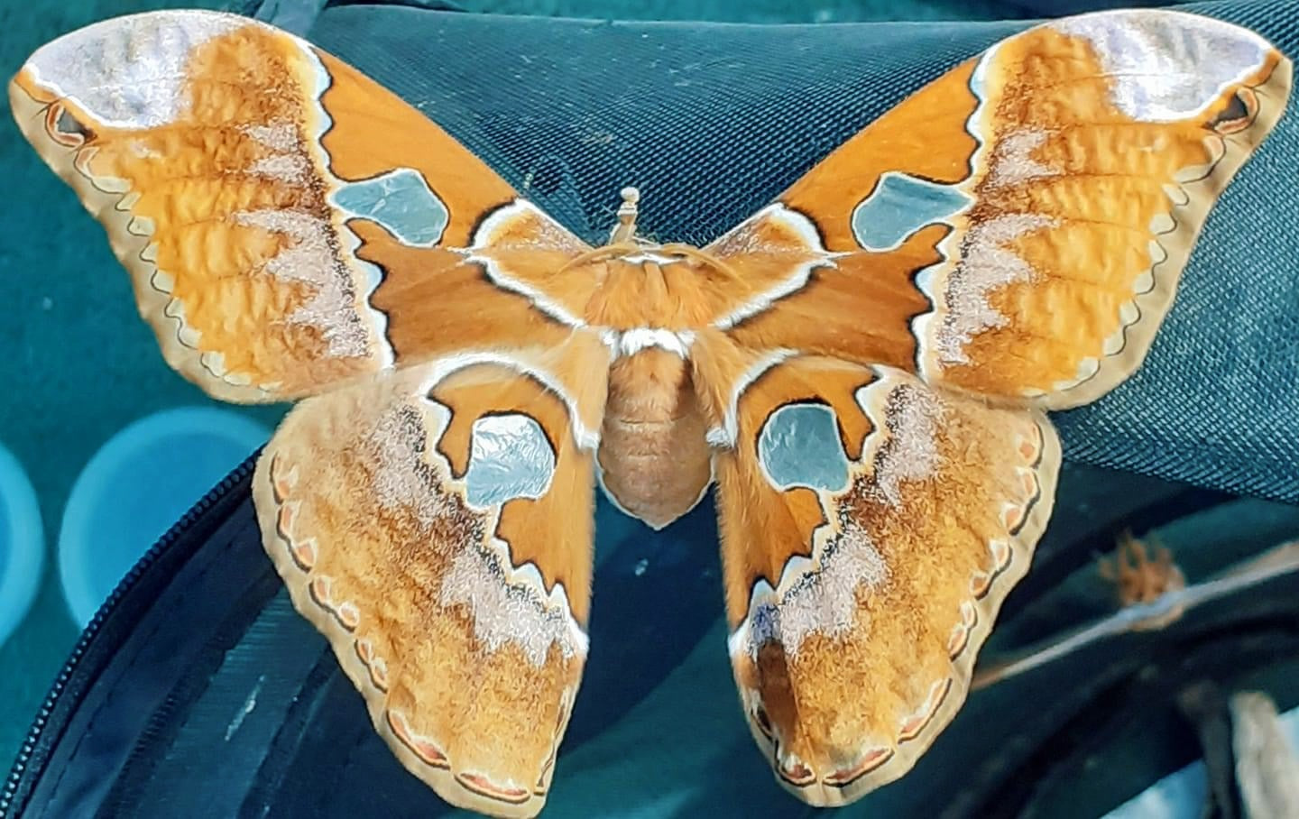 Live butterflies and moths for sale online UK. Buy eggs, caterpillars, pupae, and cocoons. Watch the lifecycle unfold with insects to rear at home!