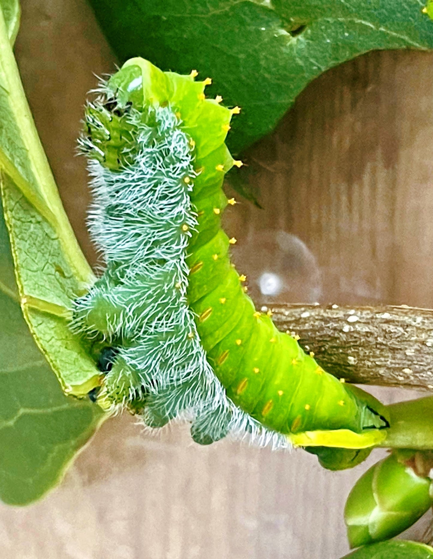 Live butterflies and moths for sale online UK. Buy eggs, caterpillars, pupae, and cocoons. Watch the lifecycle unfold with insects to rear at home!
