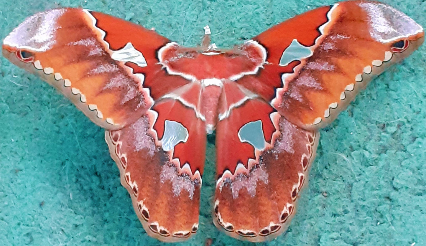 Live butterflies and moths for sale online UK. Buy eggs, caterpillars, pupae, and cocoons. Watch the lifecycle unfold with insects to rear at home!