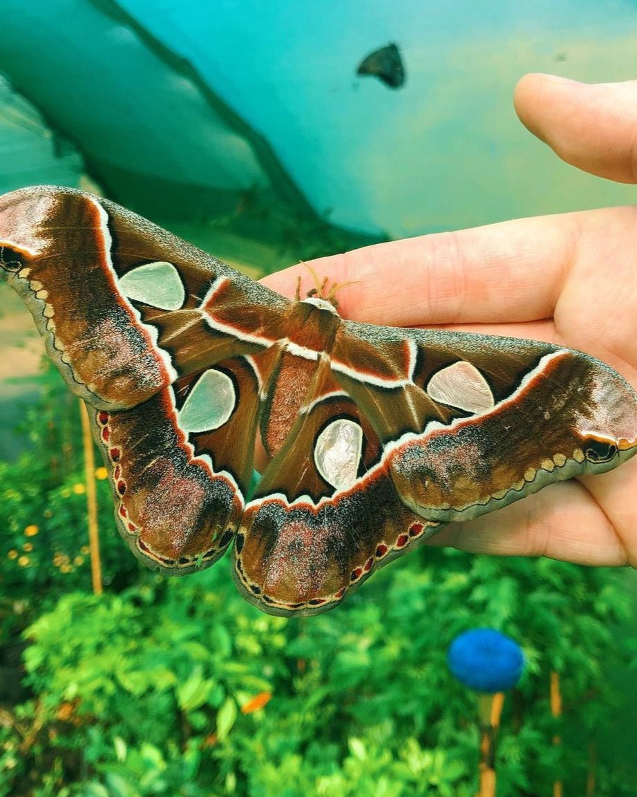 Live butterflies and moths for sale online UK. Buy eggs, caterpillars, pupae, and cocoons. Watch the lifecycle unfold with insects to rear at home!