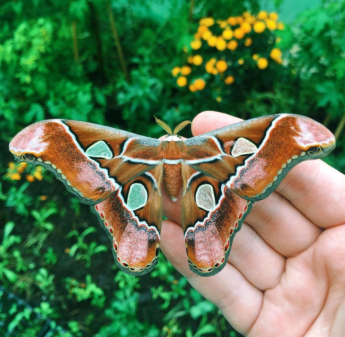 Live butterflies and moths for sale online UK. Buy eggs, caterpillars, pupae, and cocoons. Watch the lifecycle unfold with insects to rear at home!