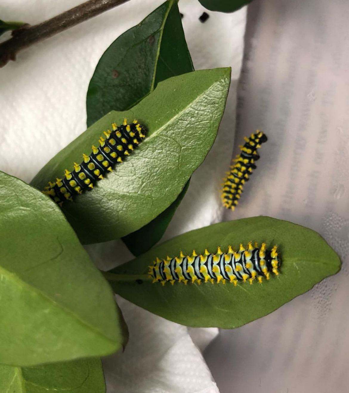 Rothschild's silkmoth caterpillars