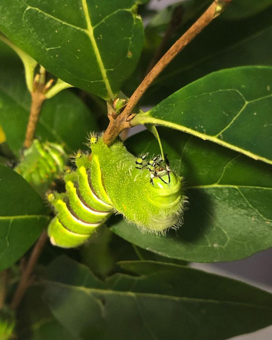 Rothschild's Atlas moth caterpillar