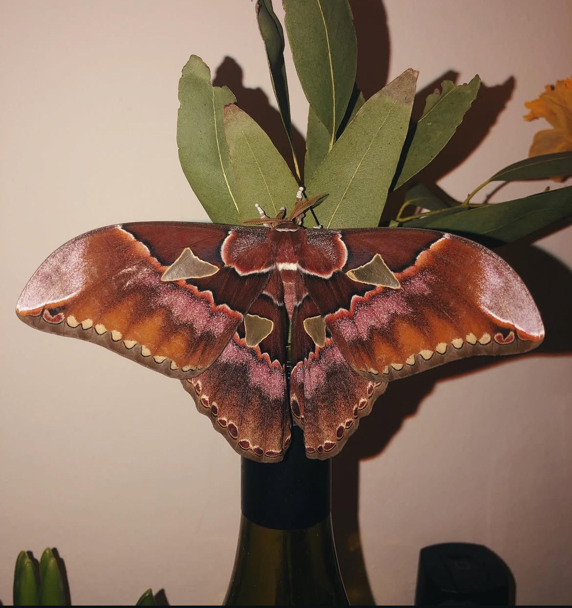 Rothschild's Atlas moth