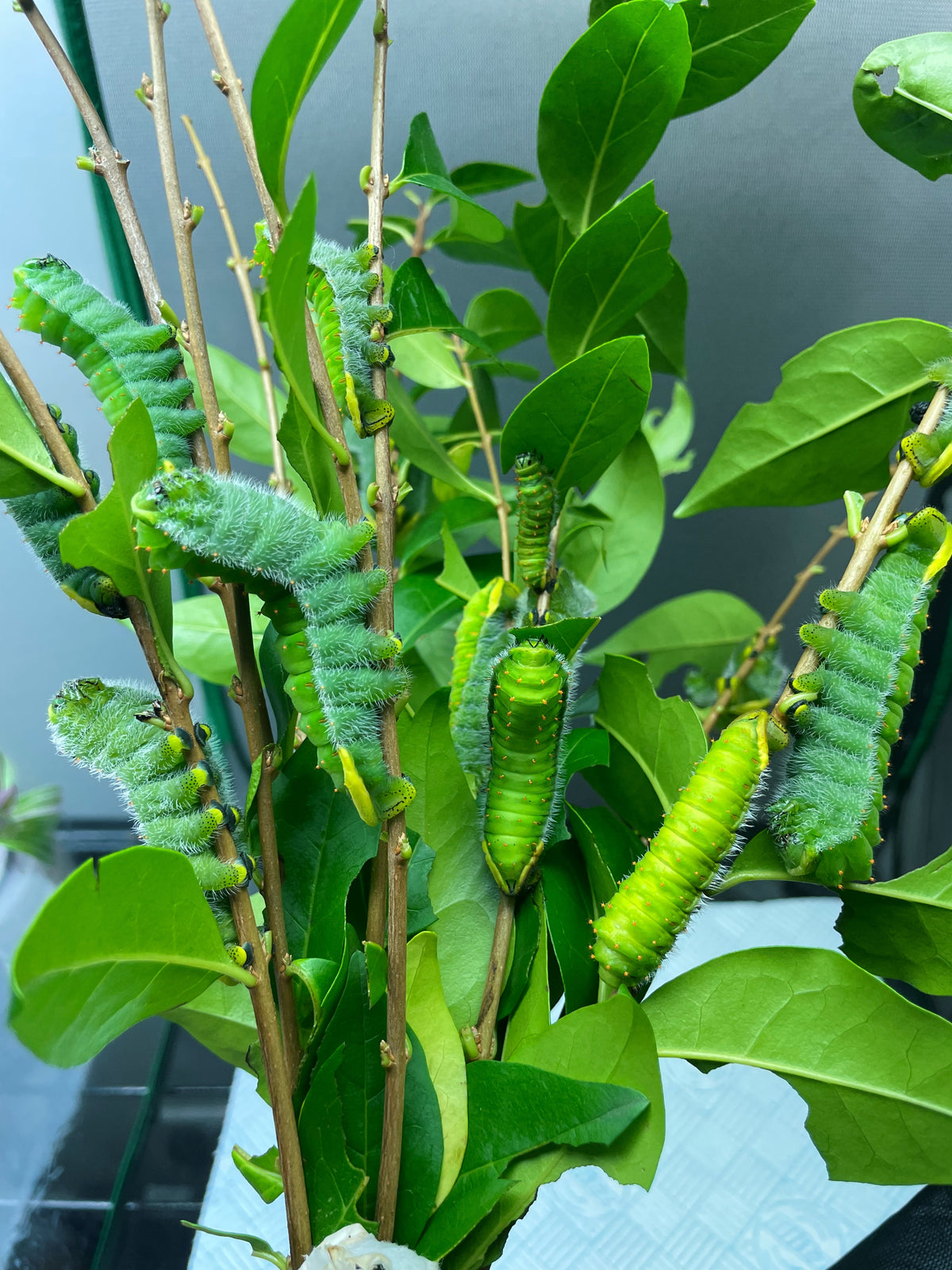 Rothschild's Atlas Moth caterpillars