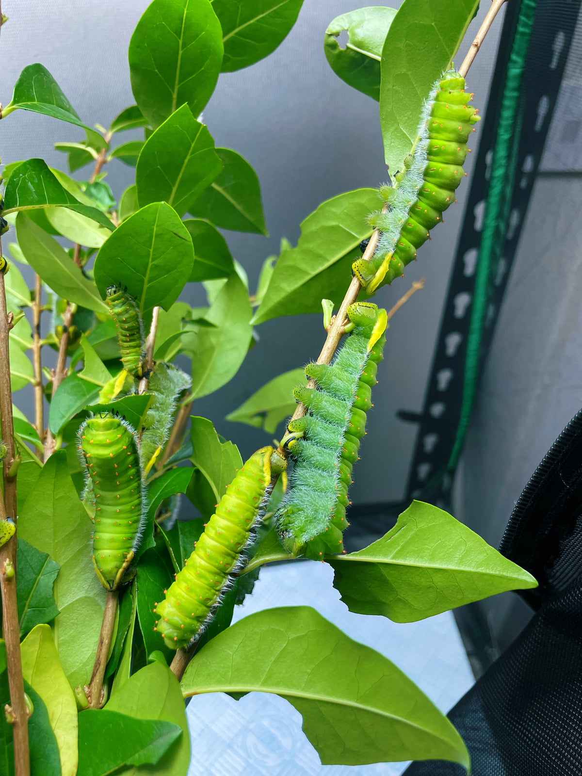 Rothschild's atlas moth caterpillars