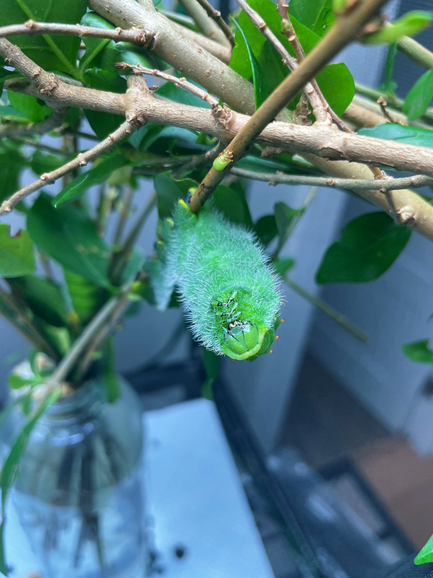 Rothschild's atlas moth caterpillar