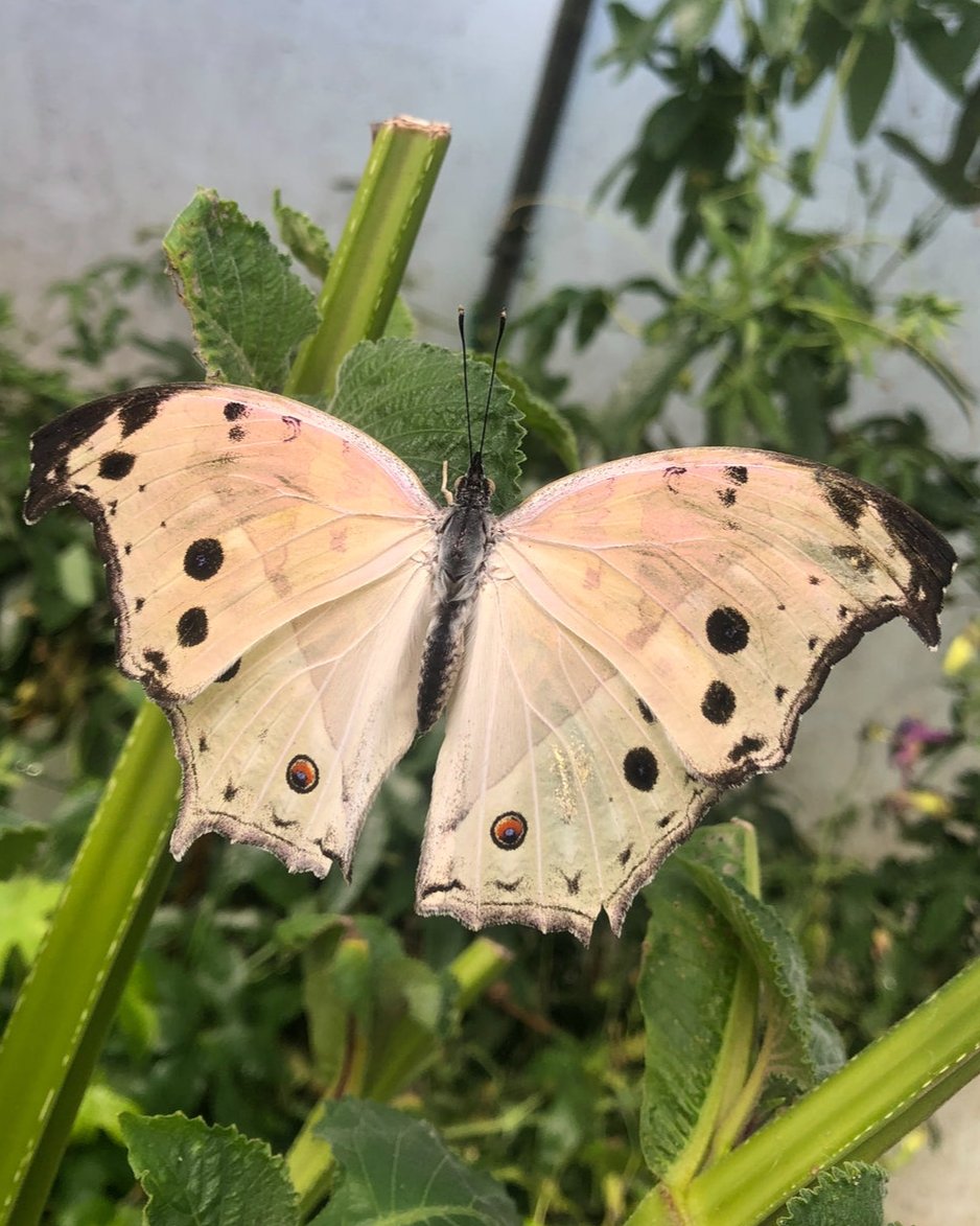 Live butterflies and moths for sale online UK. Buy eggs, caterpillars, pupae, and cocoons. Watch the lifecycle unfold with insects to rear at home!